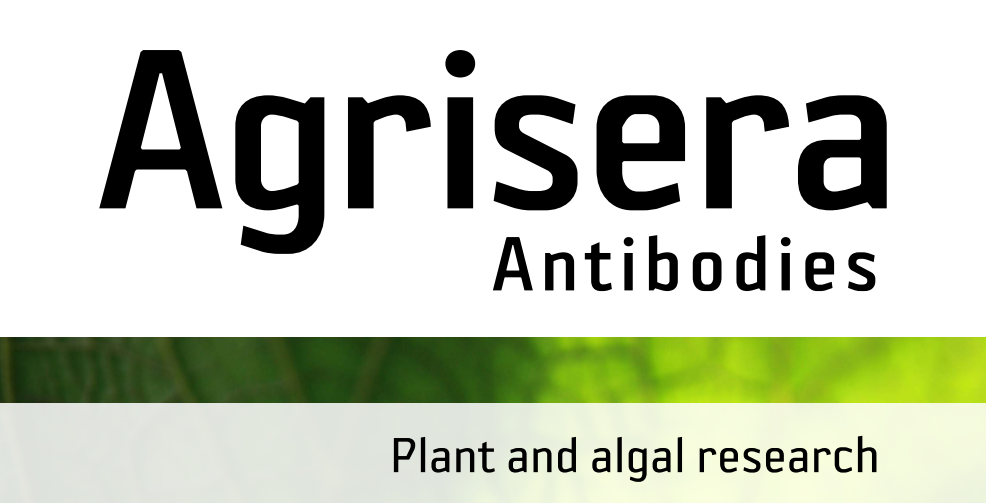 Agrisera MicroRNA相關(guān)研究植物蛋白抗體火熱促銷中！